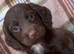 Cockapoo puppies