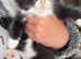 6 kittens ready now