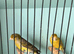 Amazing Spanish Raza Canary Pair for Sale