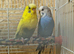 Breeding pair of budgies