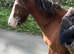 14.1hh Kind novice mare, hacking machine