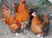 Trio of gold laced Orpington.