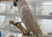 Sulphur crusted cockatoo