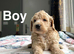Lilac stunning apricot cockapoo girls and boys available