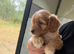 F1 cockapoo pups