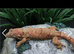 Breeding pair of chahoua gecko