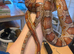 Female corn snake around 5 years old