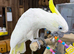 Sulphur crested cockatoo