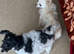 3 girl maltipoo
