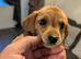 Dashhound X jack Russell