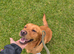 KC registered female Labrador
