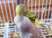 5 young budgies for sale in Maidstone