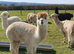 Friendly male alpacas &pound;500 + VAT each