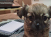 Two female chihuahua puppies for sale