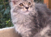 Amazing Maine Coon Kitten's from the Grand Champion Line