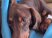 9 month old male dachshund puppy