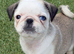 Beautiful & Unusual Purebred Pug Puppies – 3 Remaining – £1,000 Each