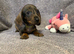 Miniature Dachshund