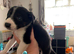 1 black  and white border collie