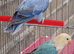 VOILET BLUE , VOILET BLUE EUWING BLUE OPLINE