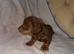 Puppys