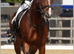 Schooling/ competition/ sales livery