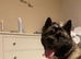 Male akita