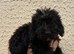 Jackapoo puppies ready to leave
