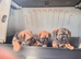 Border Terrier puppies male and female