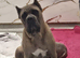 Exceptional Formentino Male Puppy