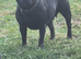 Staffordshire bull terrier pups