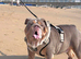 15months old English bulldog
