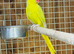 Yellow ring bexk