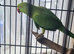 RIingneck parrot