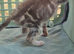 Beautiful female kitten looking for new forever home
