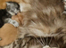 Kittens ready soon