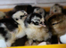 Exchequer Leghorn &ndash; Chicks & Hatching Eggs