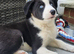 Border Collie cross Husky