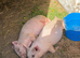Large white pigs
