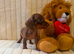 Miniature dachshund