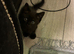 Half Ragdoll Kitten – Ready Soon