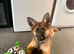 GSD. Litter of 3 - 1 sable boy available