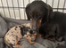 3 beautiful baby girl dash hound