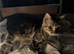 Need home 2 pound only