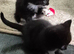 Stunning litter of 6 kittens