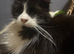 Female cat