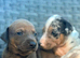 Stunning Merle Lurcher puppies
