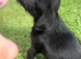 Patterdale x lakeland