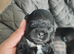5 Imperial Puppies