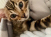 Gorgeous One of the kind bengal boy!
